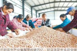 正阳花生产业集群营收破百亿，驻马店花生走向全球舞台